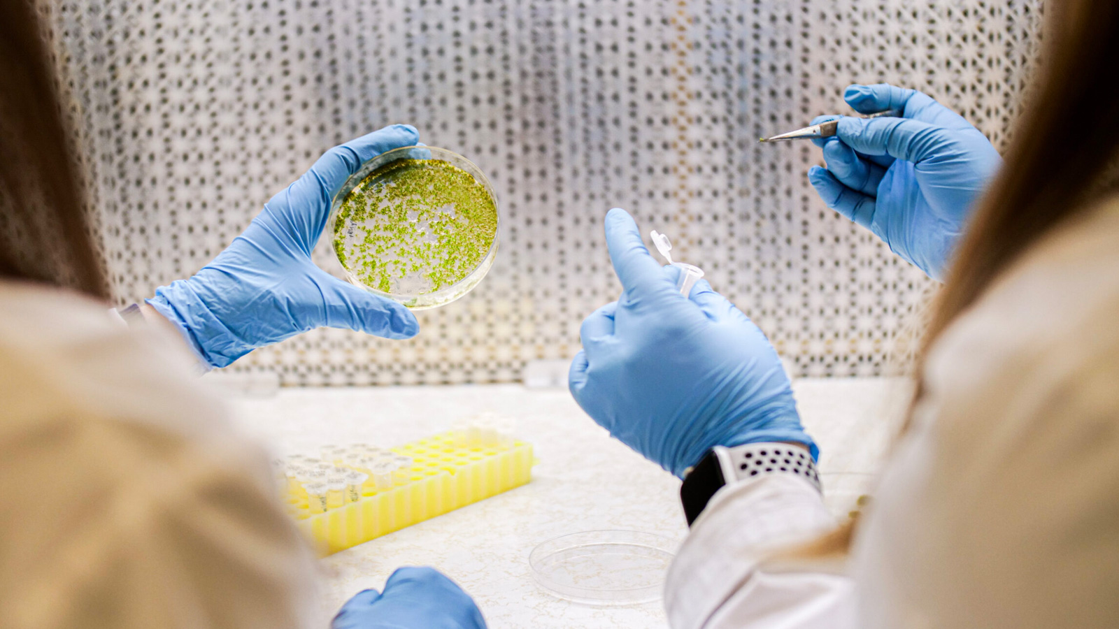 BryoSphere Biotechnologies