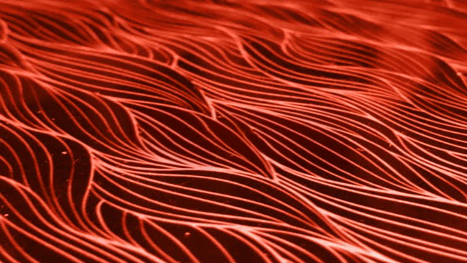 CellCrine