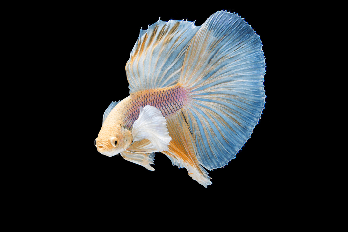 Blue Planet Ecosystems